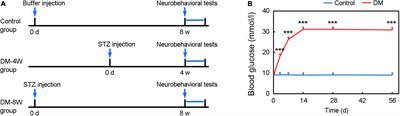 Diabetes Mellitus-Related Neurobehavioral Deficits in Mice Are Associated With Oligodendrocyte Precursor Cell Dysfunction